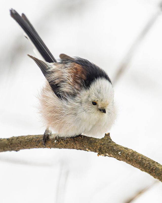 зима, птицы, синица, ополовник, длиннохвостая синица Ополовник фото превью