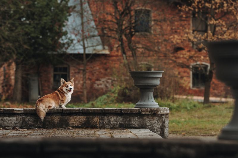 Посетитель усадьбы Приютино фото превью