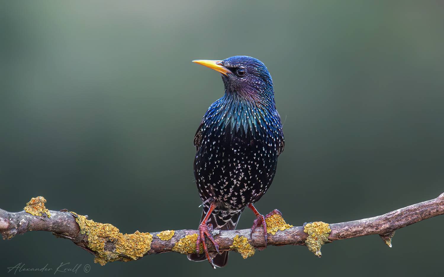 скворец, обыкновенный скворец, sturnus vulgaris, Круль Александр