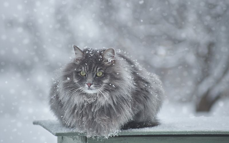pentacon 2.8/135 а снег всё падал фото превью