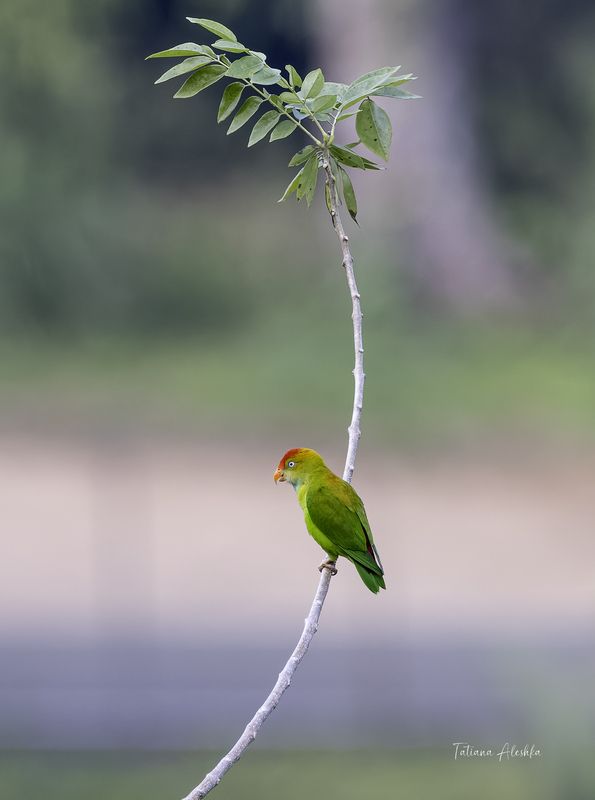 Цейлонский висячий попугайчик  (Sri Lanka hanging parrot) фото превью