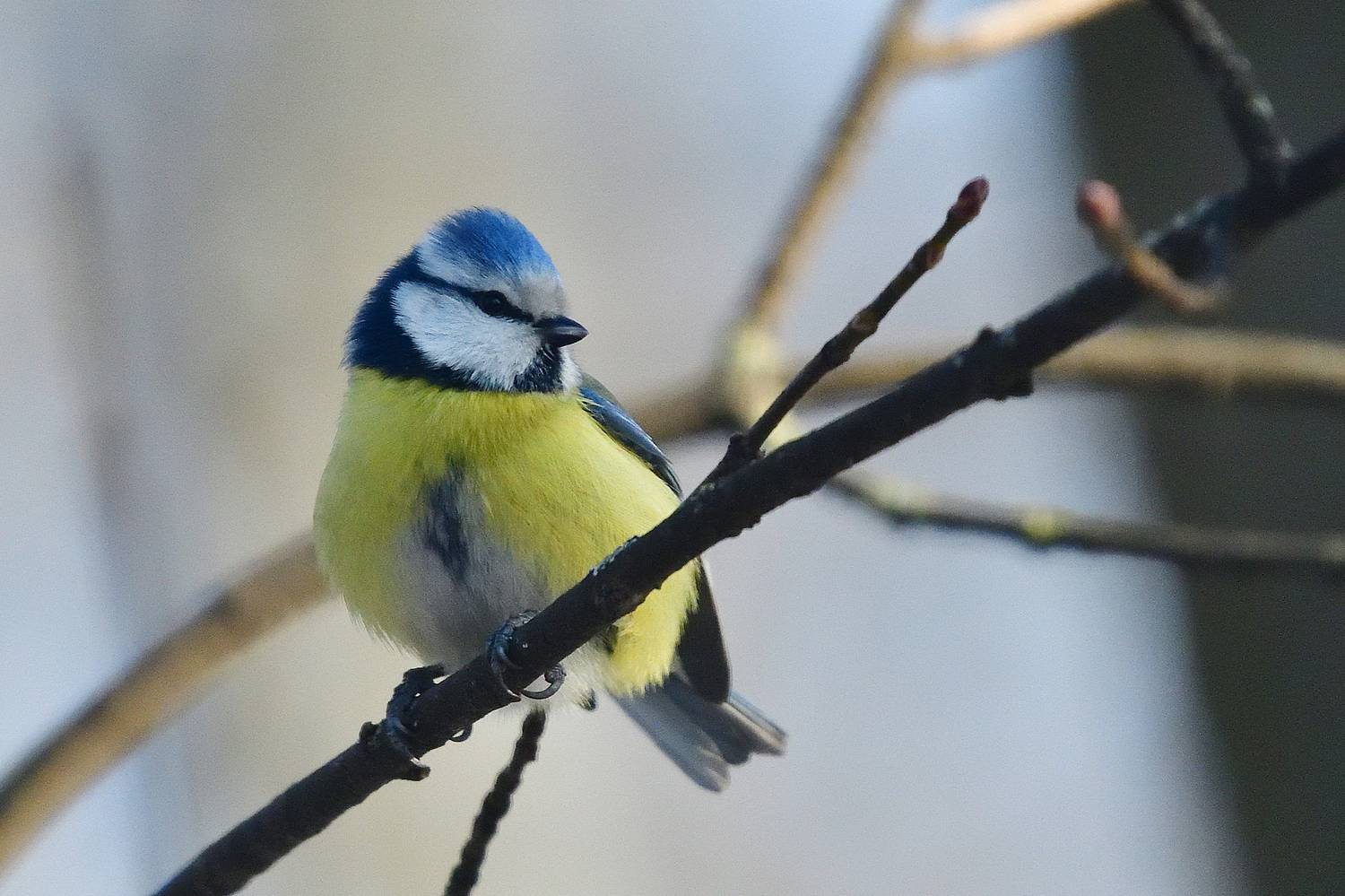 , Игорь Корнейчук