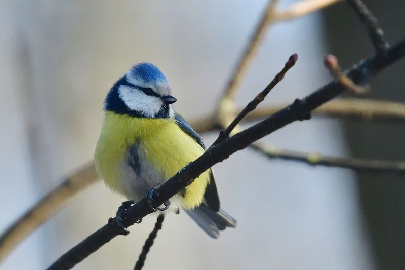 Lapis lazuli is ordinary.. фото превью