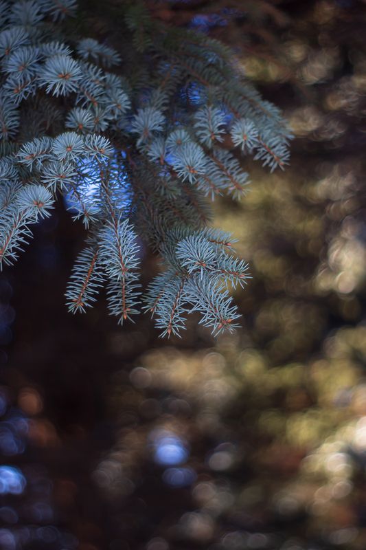 ель, боке, мануальная оптика, bokeh, pentacon, Солнечный февраль фото превью
