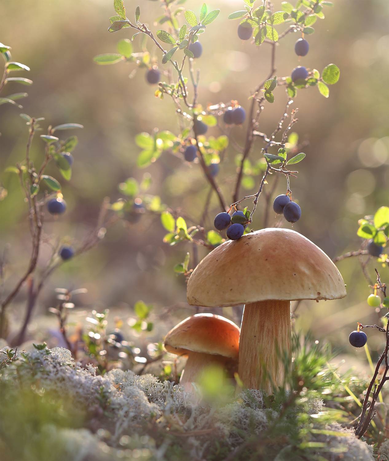 боровик, белый_гриб, якутия, нерюнгри, женялевина, евгениялевина, растениялевиной, грибы, грибыякутии, август, Евгения Левина