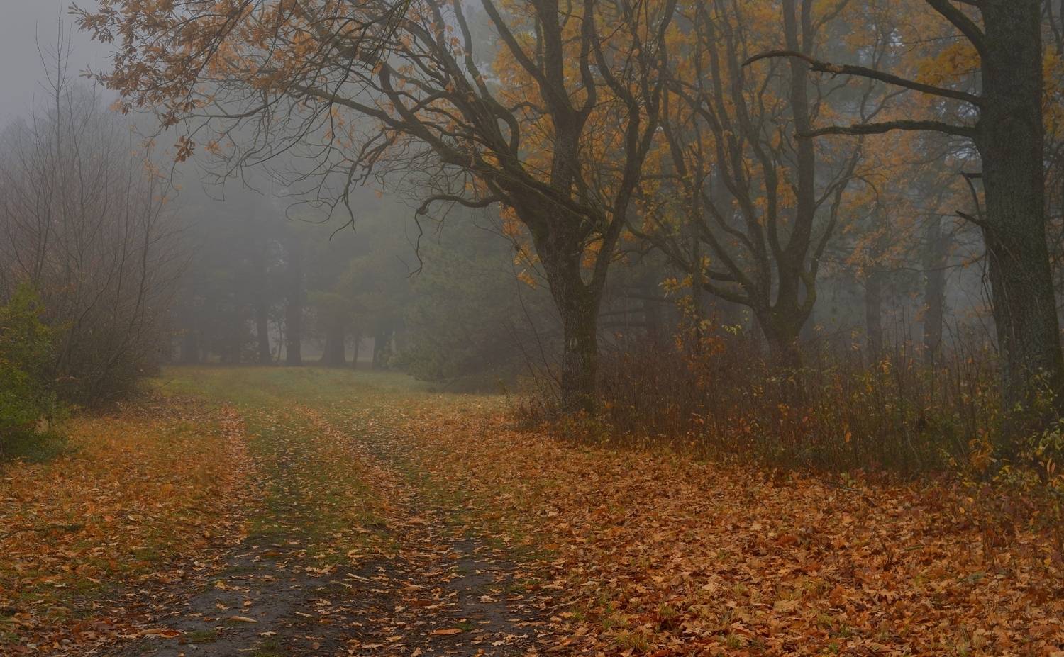 осень листва утро лес туман, Александр Жарников