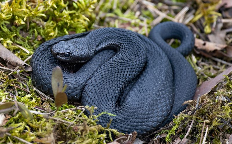 гадюка змея Гадюка-меланистка фото превью