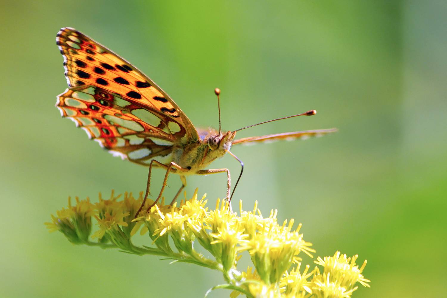 бабочка, перламутровка блестящая, перламутровка полевая, перламутровка латона, issoria lathonia, КарОл