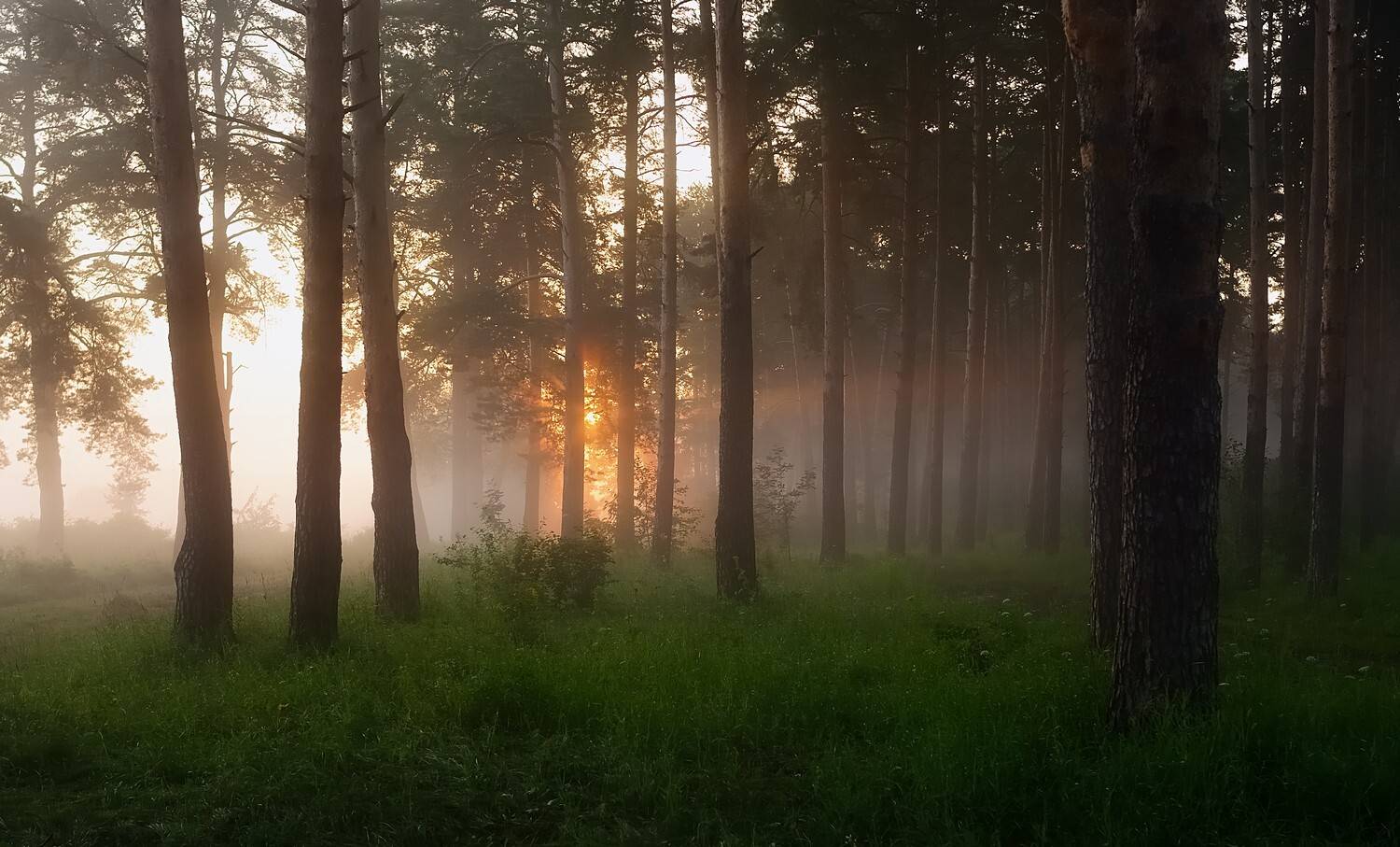 лето, утро, восход, рассвет, бор, сосны, туман, стволы,, Петров Игорь