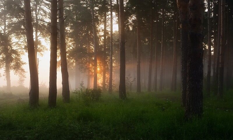 лето, утро, восход, рассвет, бор, сосны, туман, стволы, Бор. Рассвет. фото превью