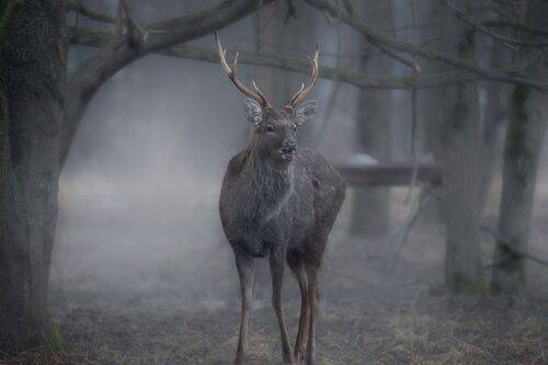 Сквозь туман