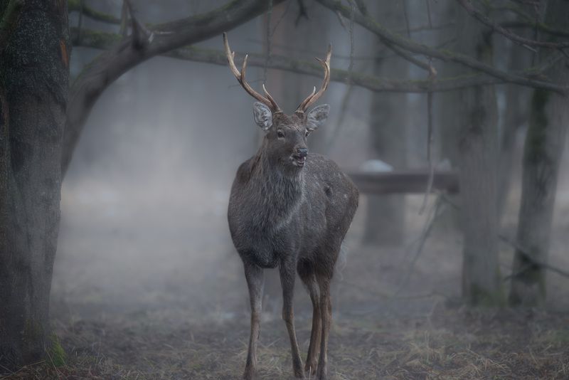 олень, лес, поход, природа, deer, forest, nature, naturephotografy, nikon, nikonrussia, никон Сквозь туман фото превью