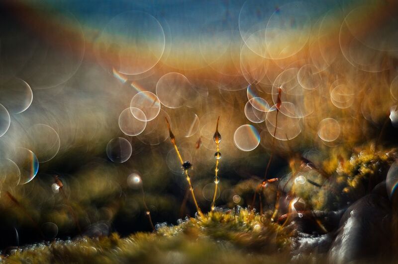 Сокровища Крымской зимы. фото превью