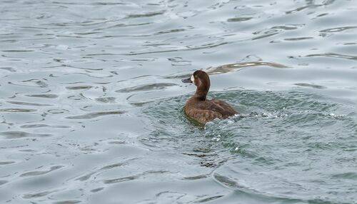 Морская чернеть в городском парке