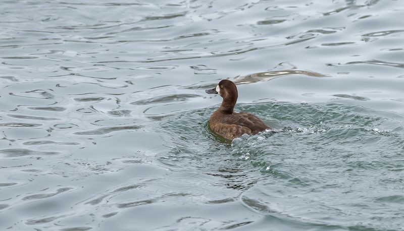 парк, пруд, морская чернеть, февраль Морская чернеть в городском парке фото превью