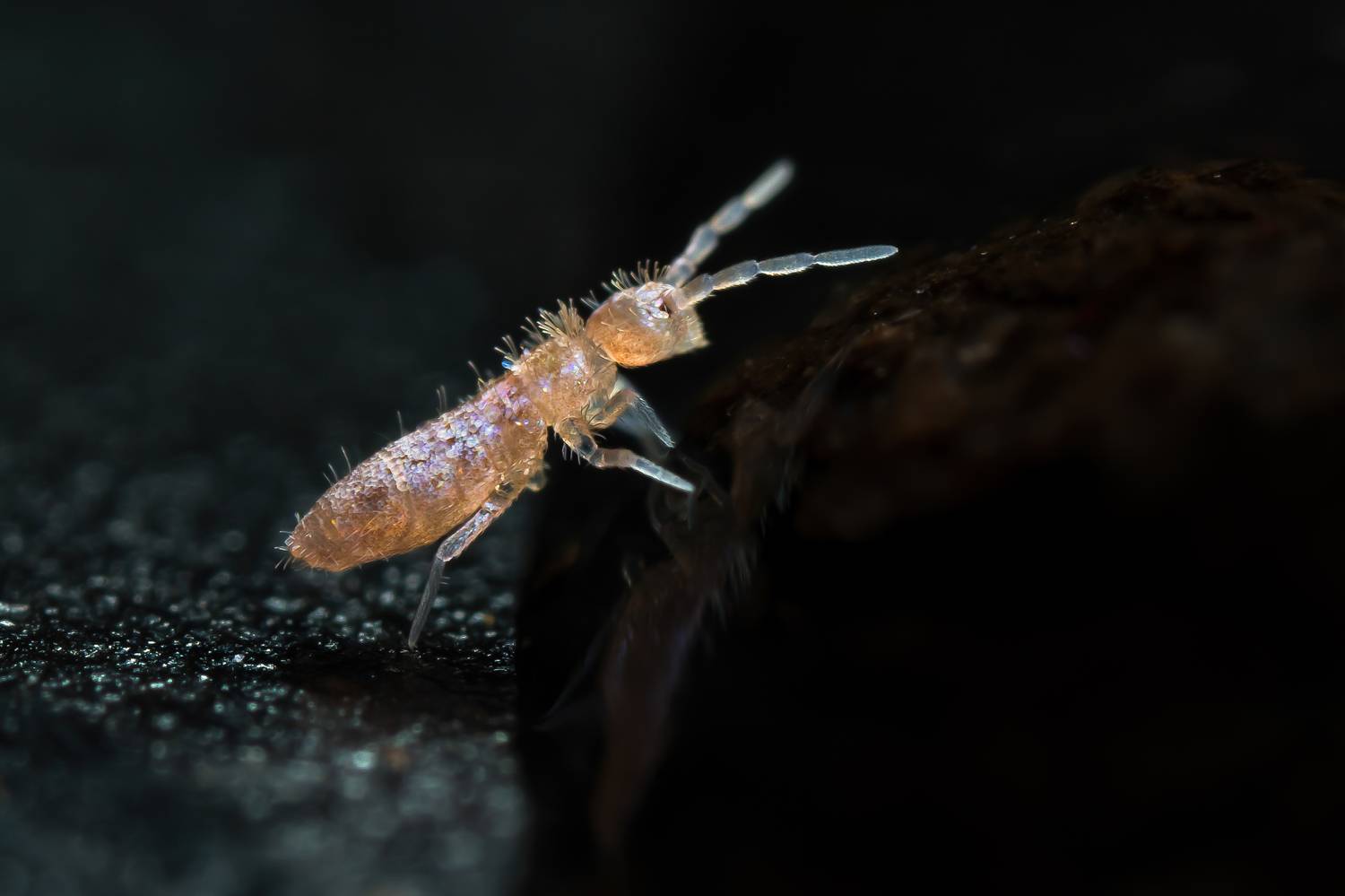 Коллембола, Соварцева Ксения