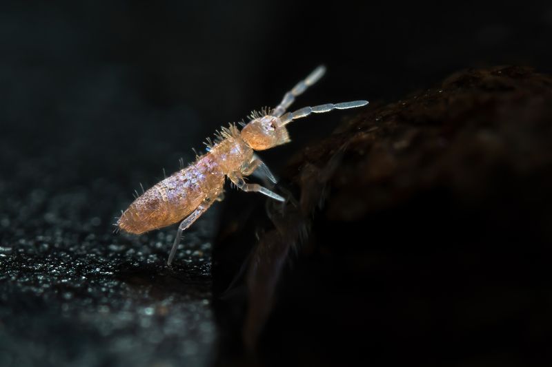 Коллембола Чёрное зеркало фото превью