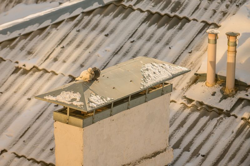 любовь, голуби, птицы, крыша, пернатые Любовь и голуби. Роман в картинках... фото превью