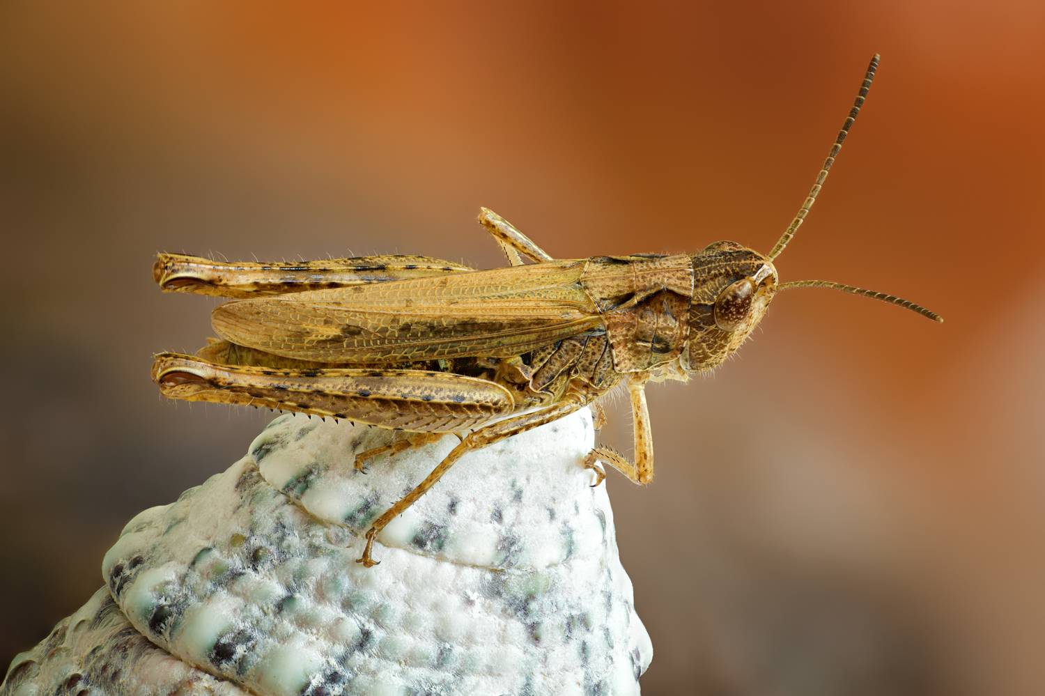 , Антон Финевич