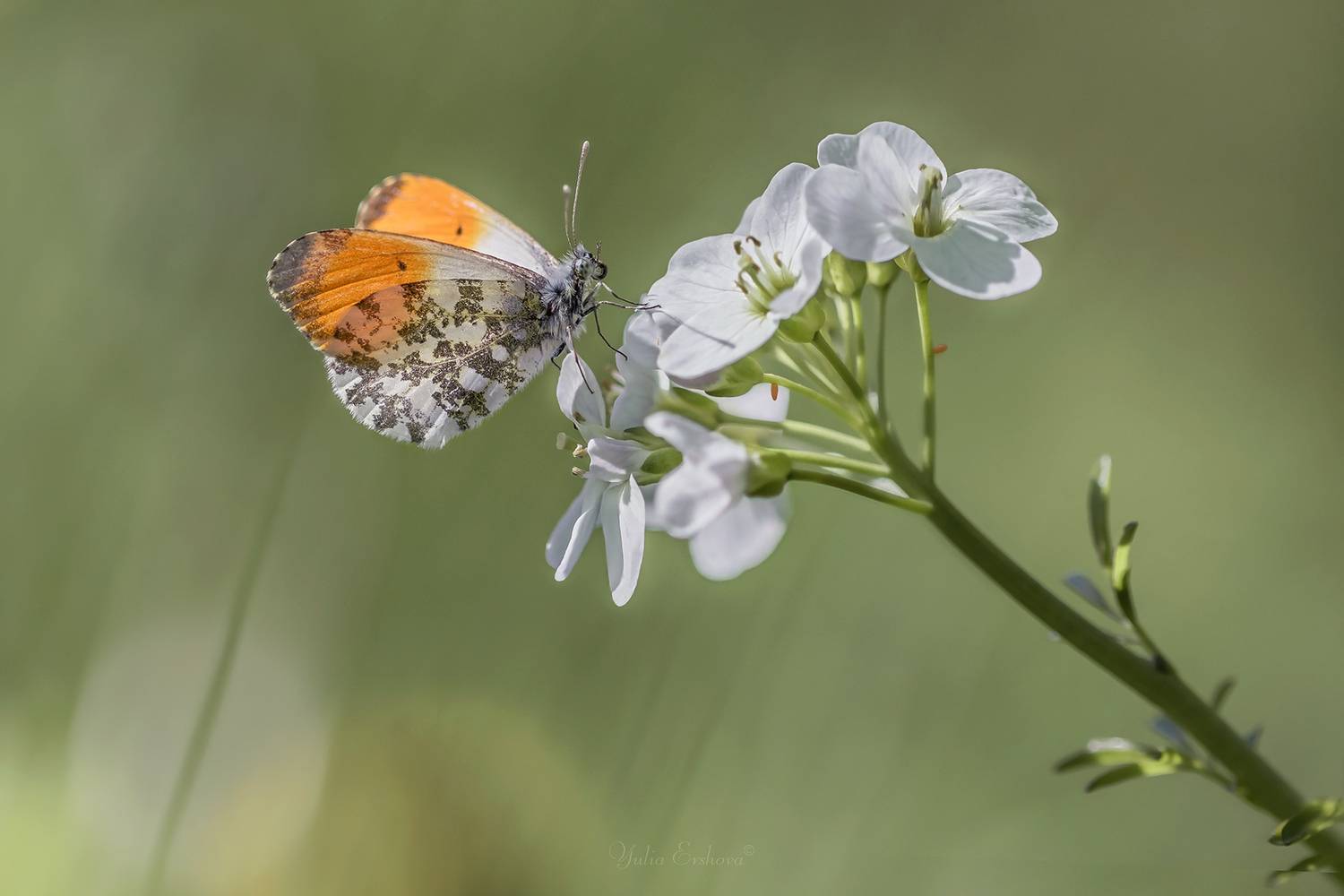 зорька, бабочка, макро, Ершова Юлия