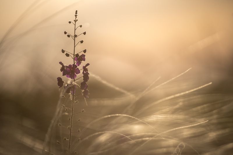 Майская сепия фото превью