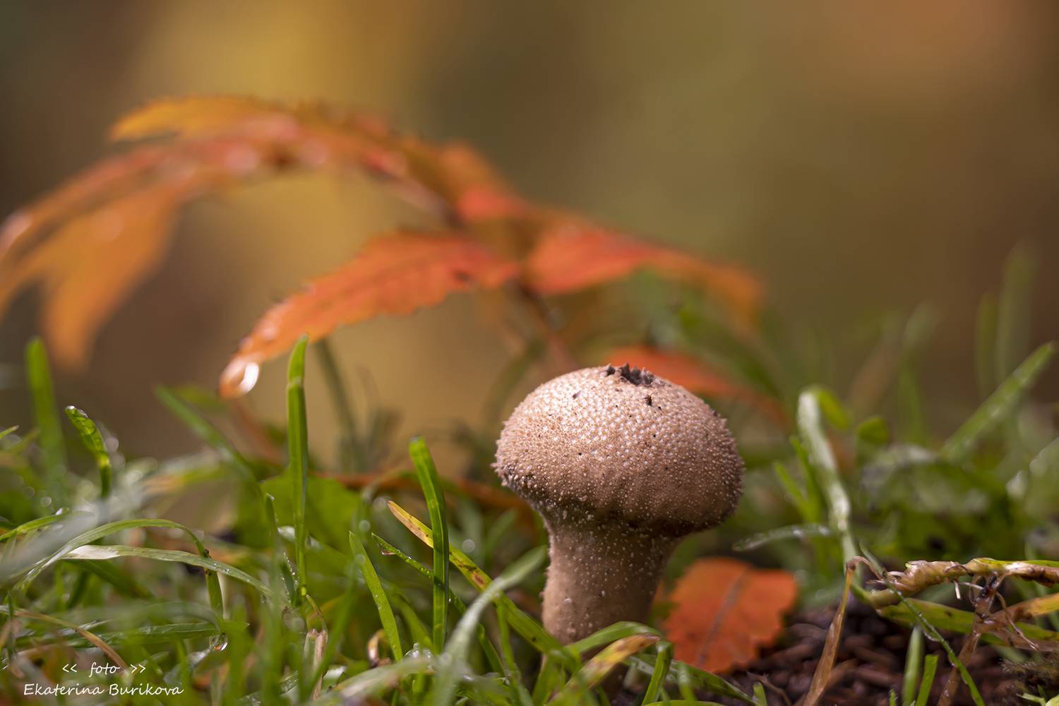 , Бурикова Екатерина