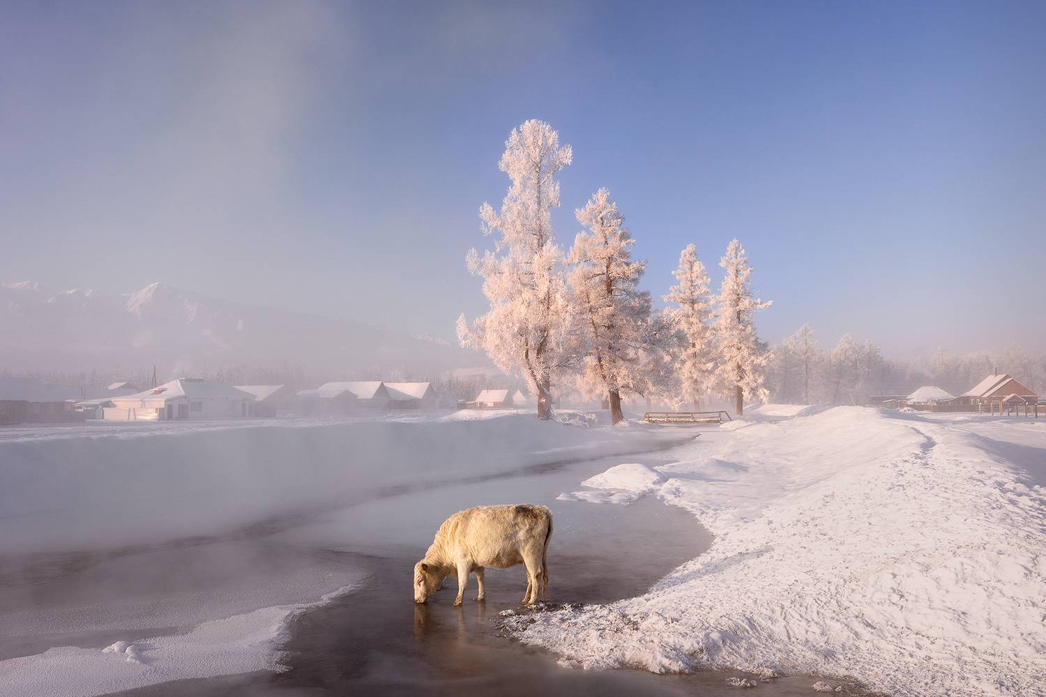 алтай, республика алтай, курай, зима, алтай, зимний алтай, Дмитрий Купрацевич