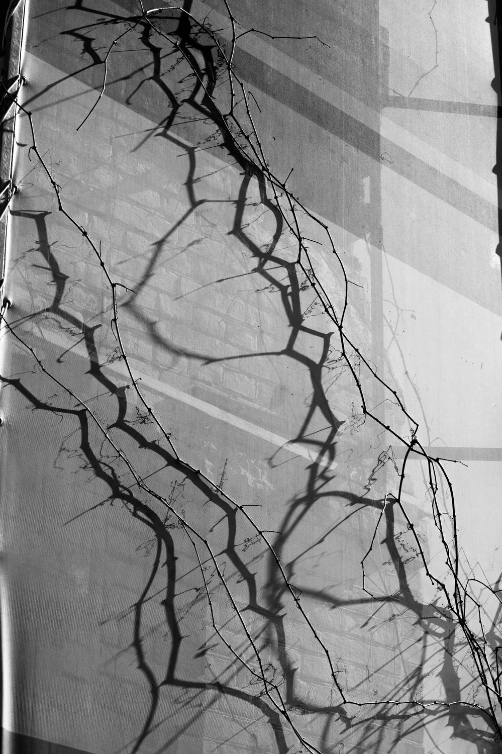 лоза, строительная сетка, тень, затянувшийся ремонт, Дмитрий Ткаченко