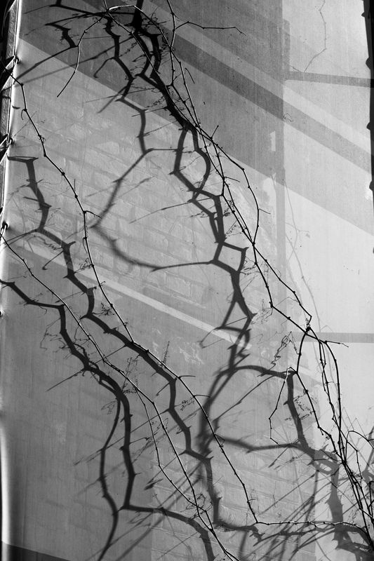 лоза, строительная сетка, тень, затянувшийся ремонт Черная молния фото превью