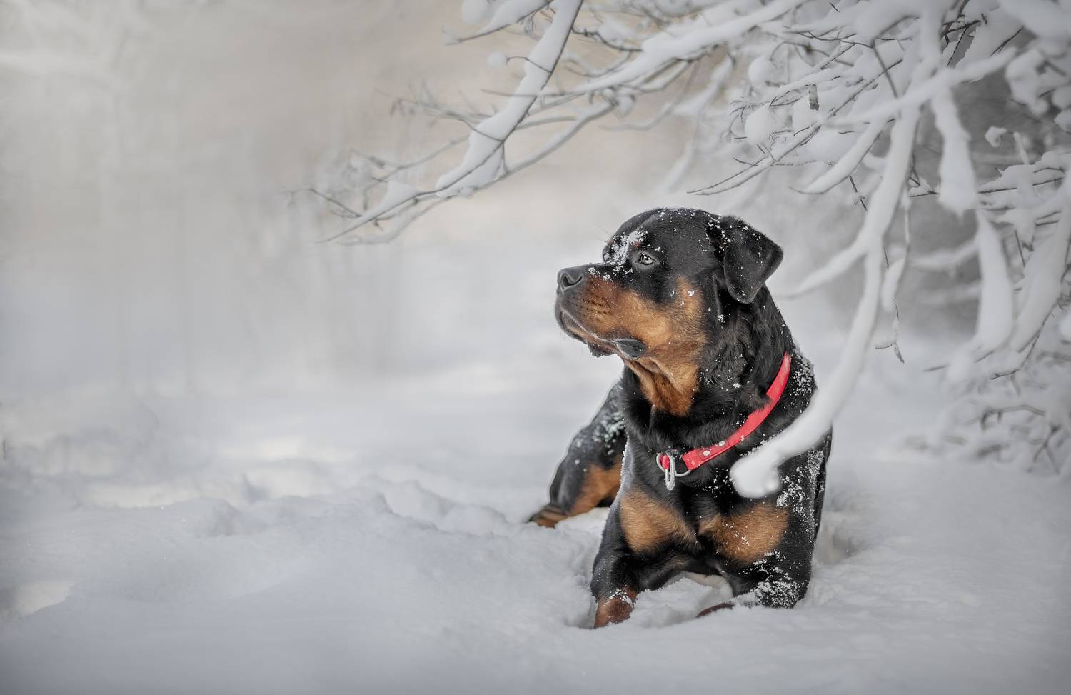 , Яна Кудлай