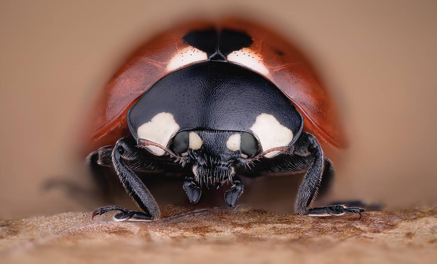 coleoptera, coccinellidae, coccinella septempunctata, семиточечная коровка, boružė septynta&scaron;kė, Eugenijus Kavaliauskas