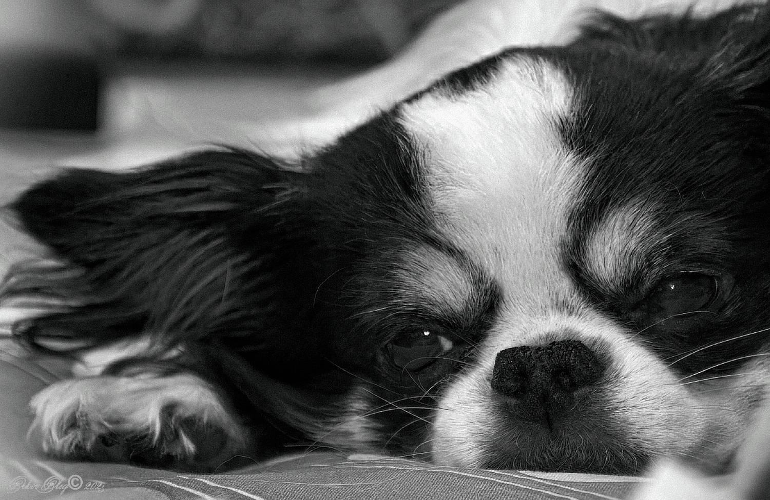 , Орлов Олег