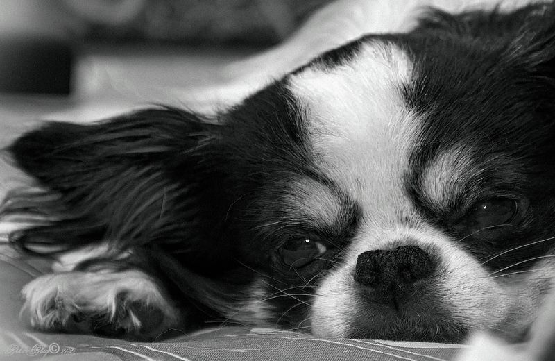 *** фото превью