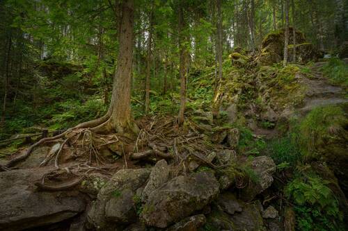 Утренняя тропа