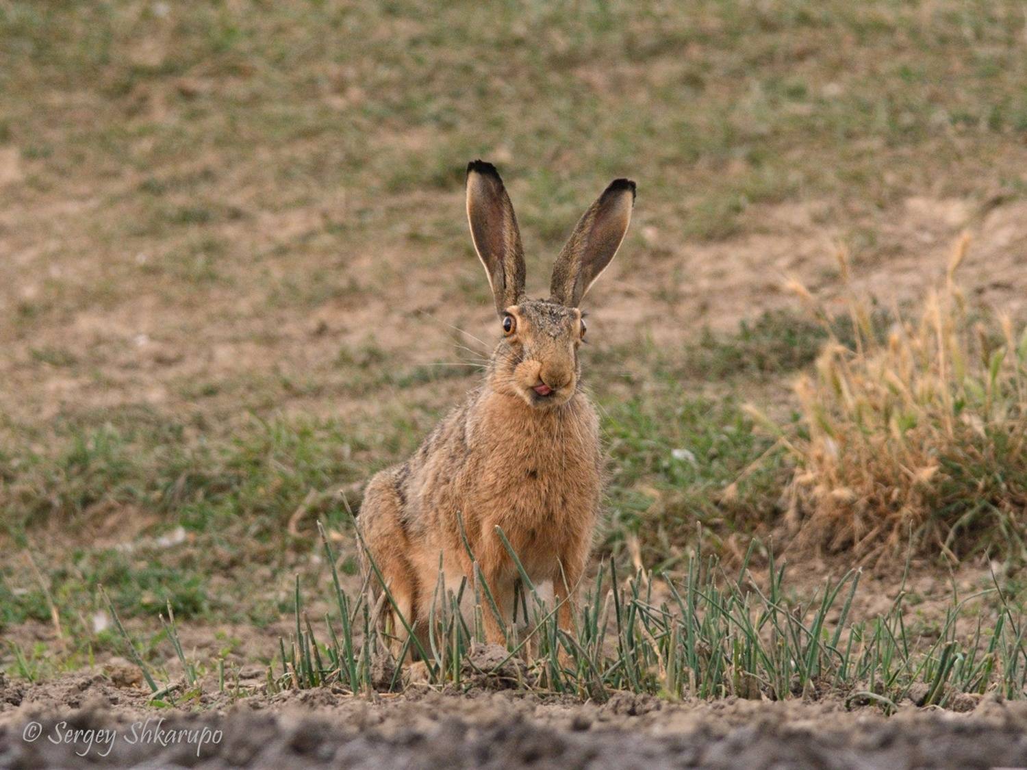 заяц, Крым, Сергей Шкарупо