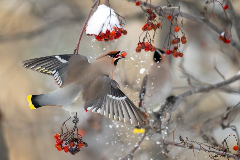 Свиристели. фото превью
