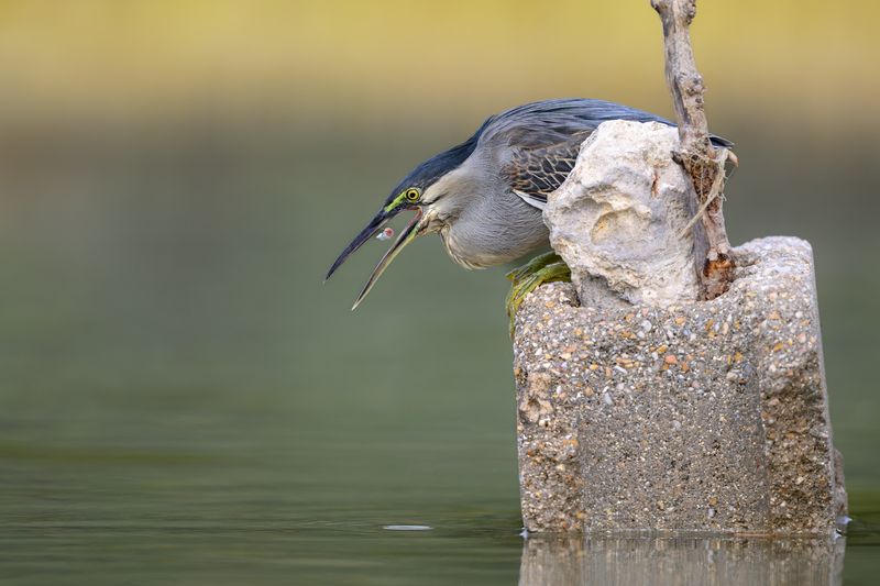 птица, фотоохота, цапля, природа, фауна Зеленая кваква фото превью