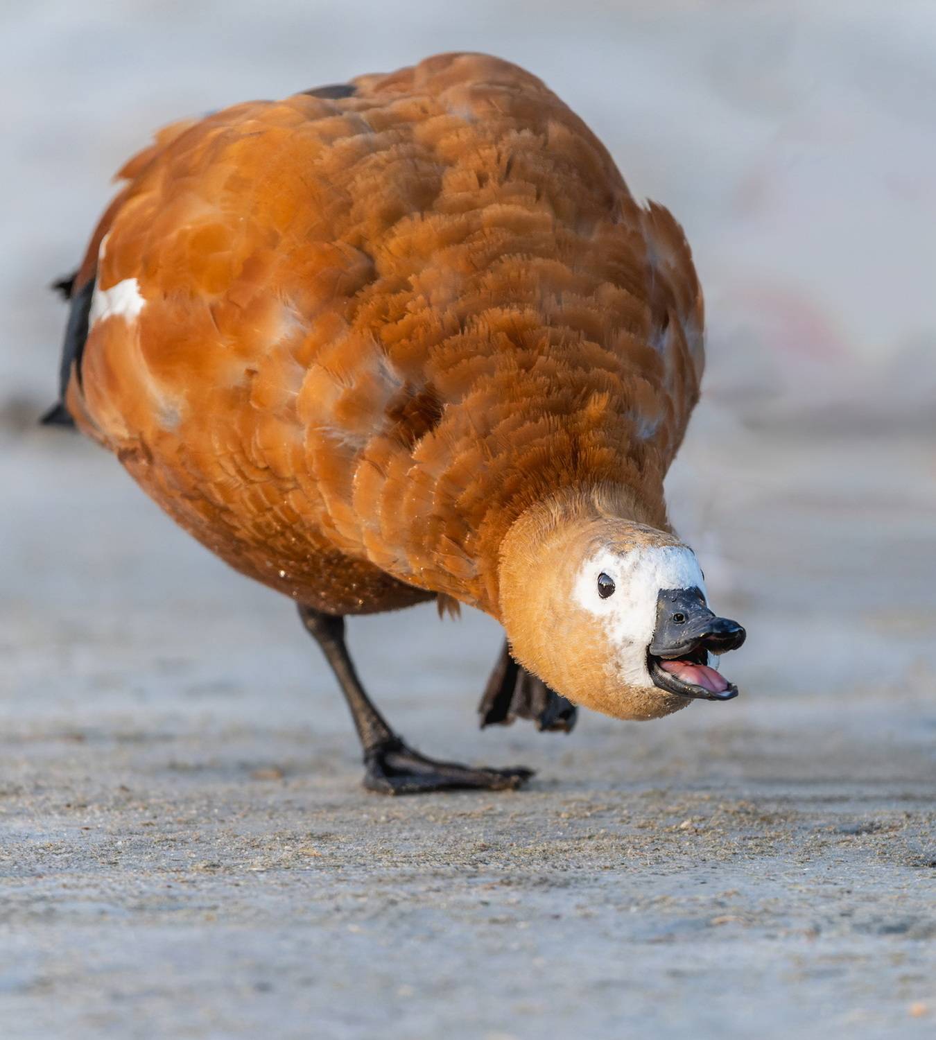 , Дэм Константин