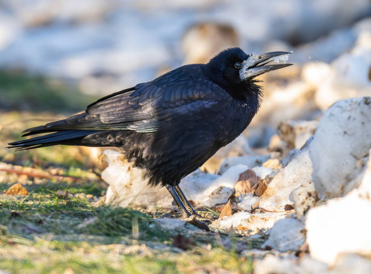 , Дэм Константин