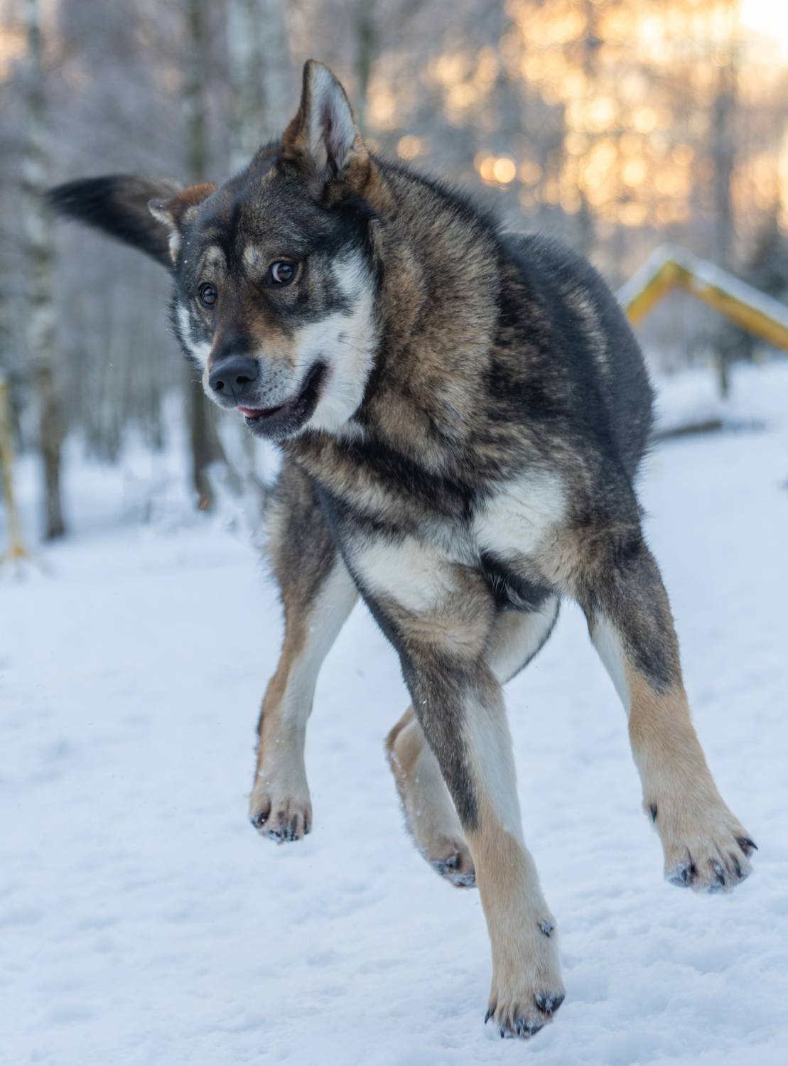 , Дэм Константин