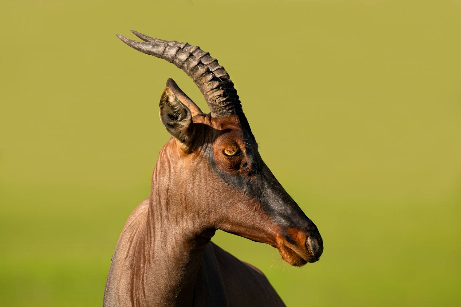 , Николай Мозгунов