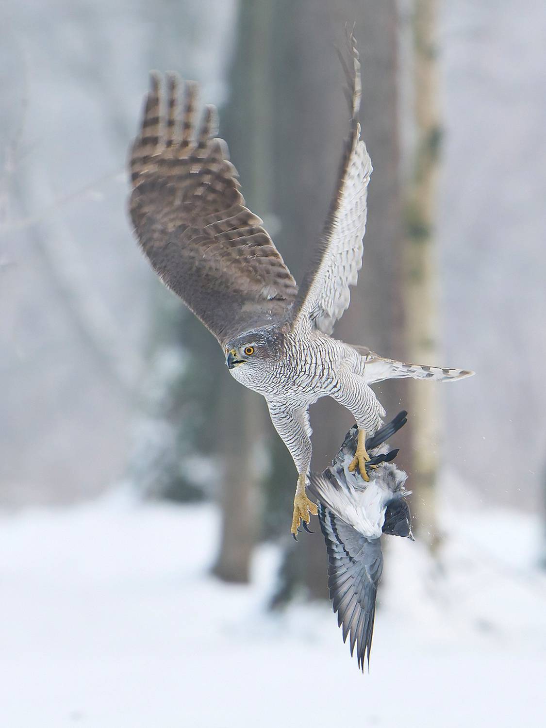 птицы, ястреб, тетеревятник, зима, Стас