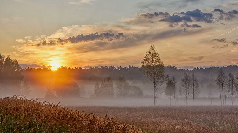 природа пейзаж лето лес березы туман дымка солнце облака поле подмосковье Летний восход фото превью