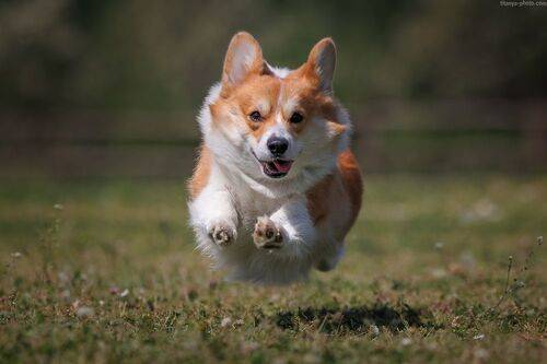 Шаровая коргимолния