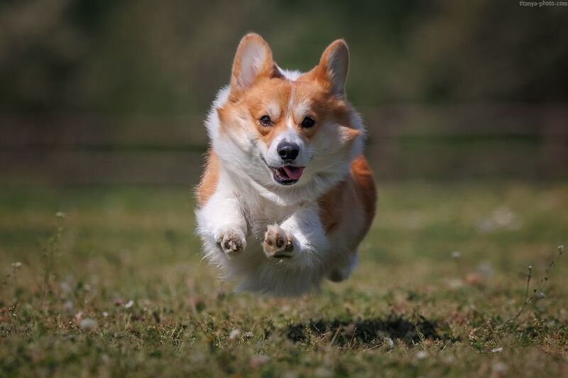 корги, вельш корги, пемброк, собака, бежит Шаровая коргимолния фото превью