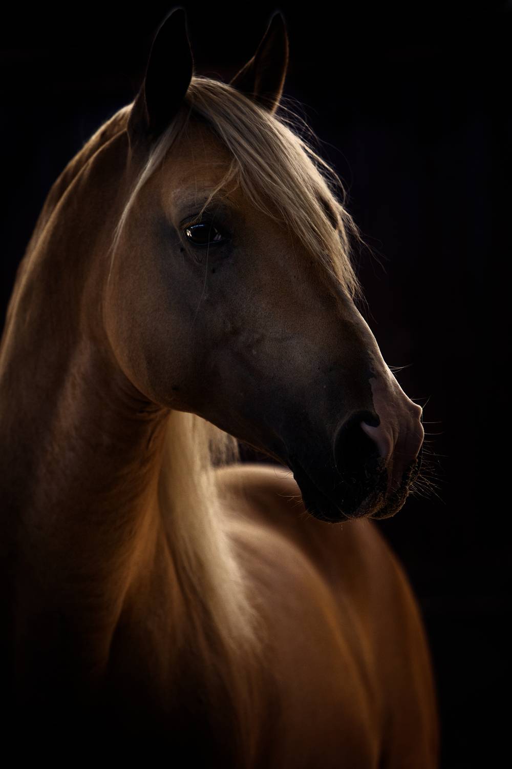 horse,animal,photography,equine,lusitano,backlight,brown, Alexandre Marques