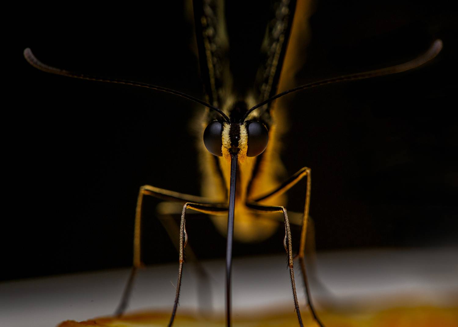 бабочка, Наталья Максимова