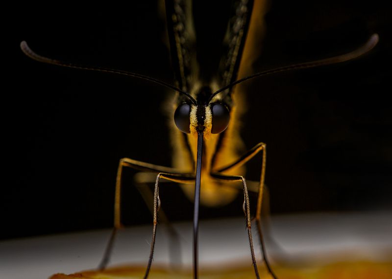 бабочка Бабочка фото превью