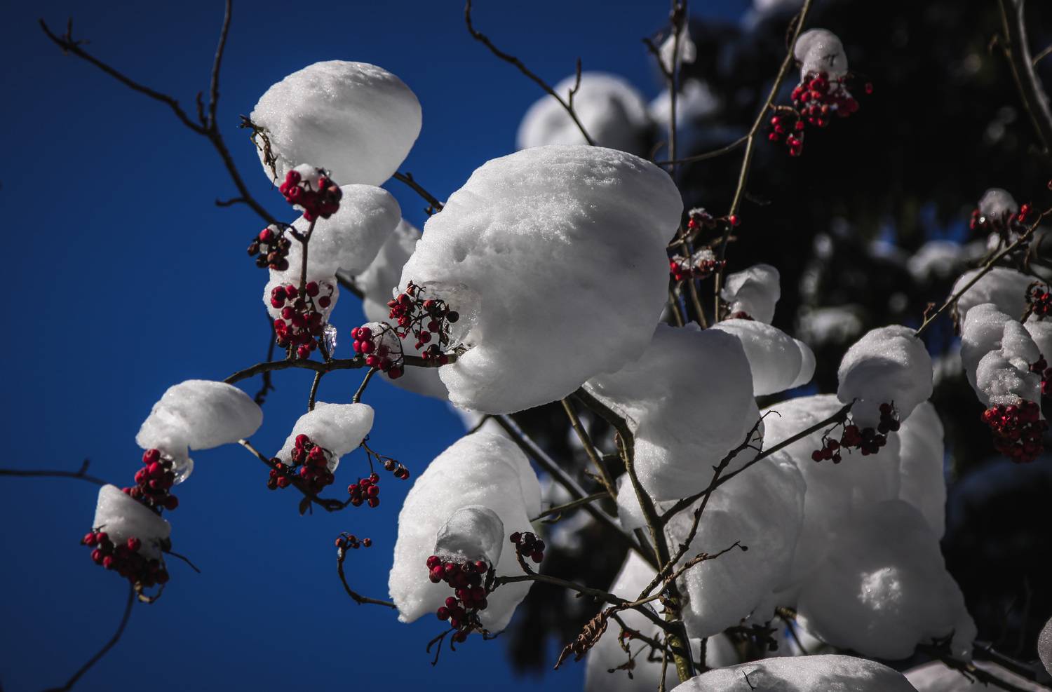 рябина, снег, Зеленько Дмитрий