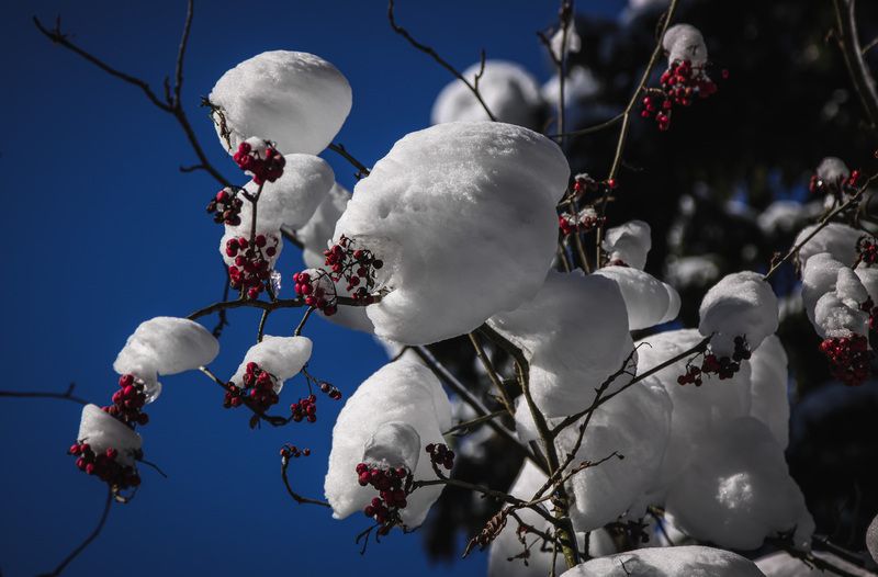 Рябина под снегом... фото превью